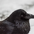 Raven Photograph by David Kirby Raven Photograph by David Kirby