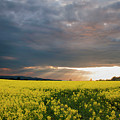 Rays at Sunset Photograph by Rob Hemphill Rays at Sunset Photograph by Rob Hemphill