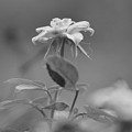 Reach Black and White Photograph of a Miniature Rose by Colleen Cornelius Reach Black and White Photograph of a Miniature Rose by Colleen Cornelius