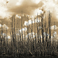 Reaching To the Sky by Gary Dean Mercer Clark