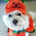 Really Halloween Photograph by Suzanne Berthier Really Halloween Photograph by Suzanne Berthier