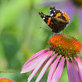 Red Admiral on Cone Flower Photograph by Kae Cheatham Red Admiral on Cone Flower Photograph by Kae Cheatham