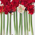 Red Amaryllis With Butterfly by Lizzie Riches Red Amaryllis With Butterfly by Lizzie Riches
