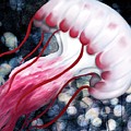 Red and White Jellyfish Digital Art by Sand And Chi Red and White Jellyfish Digital Art by Sand And Chi