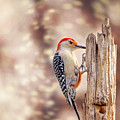 Red Belly Soft Bokeh Photograph by Bill and Linda Tiepelman Red Belly Soft Bokeh Photograph by Bill and Linda Tiepelman
