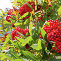 Red Berries, Blue Skies Photograph by D K Wall Red Berries, Blue Skies Photograph by D K Wall
