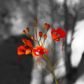 Red Bird Of Paradise by Colleen Cornelius Red Bird Of Paradise by Colleen Cornelius