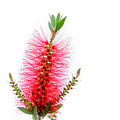 Red Bottle Brush Against An Overcast Sky Photograph by Debra Martz Red Bottle Brush Against An Overcast Sky Photograph by Debra Martz