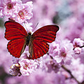 Red butterfly on plum blossom branch Photograph by Garry Gay Red butterfly on plum blossom branch Photograph by Garry Gay