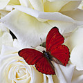 Red butterfly on white roses Photograph by Garry Gay Red butterfly on white roses Photograph by Garry Gay