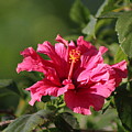 Red Chili Pepper Hibiscus Flower by Colleen Cornelius Red Chili Pepper Hibiscus Flower by Colleen Cornelius