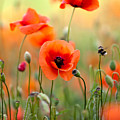 Red Corn Poppy Flowers 06 Photograph by Nailia Schwarz Red Corn Poppy Flowers 06 Photograph by Nailia Schwarz