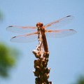 Red Dragonfly Photograph by Dean Triolo Red Dragonfly Photograph by Dean Triolo