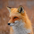 Red Fox 4 Photograph by Raymond Salani III Red Fox 4 Photograph by Raymond Salani III