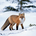 Red Fox Vulpes Vulpes Portrait Photograph by Konrad Wothe Red Fox Vulpes Vulpes Portrait Photograph by Konrad Wothe