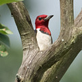 Red-Headed Woodpecker Photograph by Holden The Moment Red-Headed Woodpecker Photograph by Holden The Moment