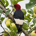 Red-Headed Woodpecker Photograph by Holden The Moment Red-Headed Woodpecker Photograph by Holden The Moment