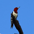 Red Headed Woodpecker On A Snag by Barbara Bowen Red Headed Woodpecker On A Snag by Barbara Bowen