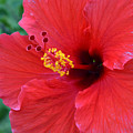 Red Hibiscus 1 Photograph by Amy Fose Red Hibiscus 1 Photograph by Amy Fose