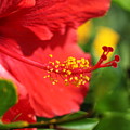 Red Hibiscus and Green by Nadine Rippelmeyer Red Hibiscus and Green by Nadine Rippelmeyer