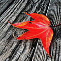 Red Leaf by Linda Sannuti Red Leaf by Linda Sannuti