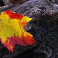 Red Maple Leaf on Old Log by Anna Lisa Yoder Red Maple Leaf on Old Log by Anna Lisa Yoder