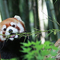 Red Panda Photograph by Gina Fitzhugh Red Panda Photograph by Gina Fitzhugh