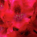 Red Petals Photograph by Mike Eingle Red Petals Photograph by Mike Eingle