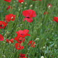 Red poppie anemone field Photograph by Michalakis Ppalis Red poppie anemone field Photograph by Michalakis Ppalis