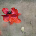 Red Poppies Photograph by Priska Wettstein