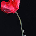 Red Poppy Painting by Charlene Fuhrman-Schulz Red Poppy Painting by Charlene Fuhrman-Schulz