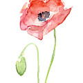 Red Poppy Painting by Olga Shvartsur Red Poppy Painting by Olga Shvartsur