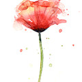 Red Poppy Watercolor Painting by Olga Shvartsur Red Poppy Watercolor Painting by Olga Shvartsur
