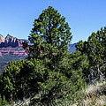 Red Rock Country Photograph by Adam Morsa Red Rock Country Photograph by Adam Morsa