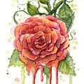 Red Rose Dripping Watercolor Painting by Olga Shvartsur Red Rose Dripping Watercolor Painting by Olga Shvartsur