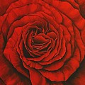 Red Rose II by Rowena Finn Red Rose II by Rowena Finn