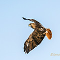 Red-tail Hawk In Flight by Edward Peterson Red-tail Hawk In Flight by Edward Peterson