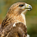 Red-Tailed Hawk Close-up Photograph by Ann Bridges Red-Tailed Hawk Close-up Photograph by Ann Bridges