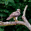 Red-Tailed Hawk Photograph by Holden The Moment Red-Tailed Hawk Photograph by Holden The Moment