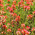 Red Texas Wildflowers Photograph by Raul Rodriguez Red Texas Wildflowers Photograph by Raul Rodriguez
