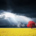 Red Tree on Canola meadow Photograph by Bess Hamiti Red Tree on Canola meadow Photograph by Bess Hamiti