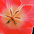 Red Tulip by Charles Muhle Red Tulip by Charles Muhle