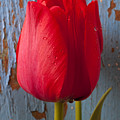Red Tulip by Garry Gay Red Tulip by Garry Gay