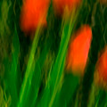 Red Tulips Photograph by Onyonet Photo Studios Red Tulips Photograph by Onyonet Photo Studios