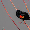 Red Twigs Photograph by Jim Garrison Red Twigs Photograph by Jim Garrison