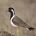 Red-wattled Lapwing Photograph by Bernd Rohrschneider/FLPA Red-wattled Lapwing Photograph by Bernd Rohrschneider/FLPA