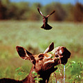 Red-Winged Blackbird Attacking Moose Photograph by Ted Keller Red-Winged Blackbird Attacking Moose Photograph by Ted Keller