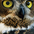 Reelfoot Lake Owls Photograph by Veronica Batterson Reelfoot Lake Owls Photograph by Veronica Batterson