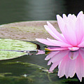 Reflected Water Lily Photograph by Mary Anne Delgado Reflected Water Lily Photograph by Mary Anne Delgado