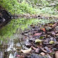 Reflection by Shari Chavira Reflection by Shari Chavira